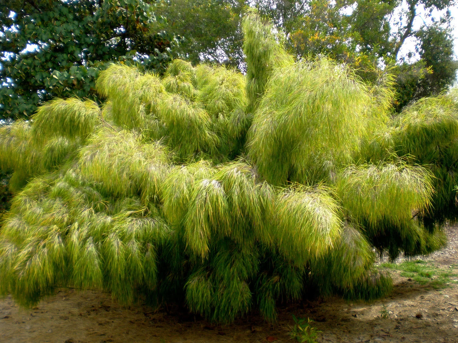 Otatea