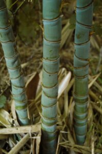 Phyllostachys aurea