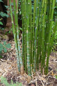 Phyllostachys aurea