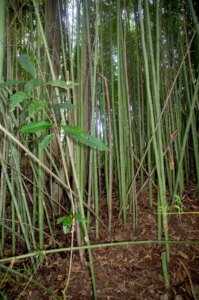 Phyllostachys aurea