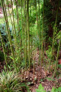 Phyllostachys aurea