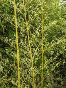 Phyllostachys aurea