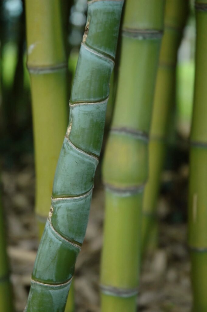Phyllostachys aurea | Source: I love bamboo Phyllostachys aurea | Source: I love bamboo