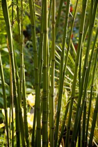 Phyllostachys aurea