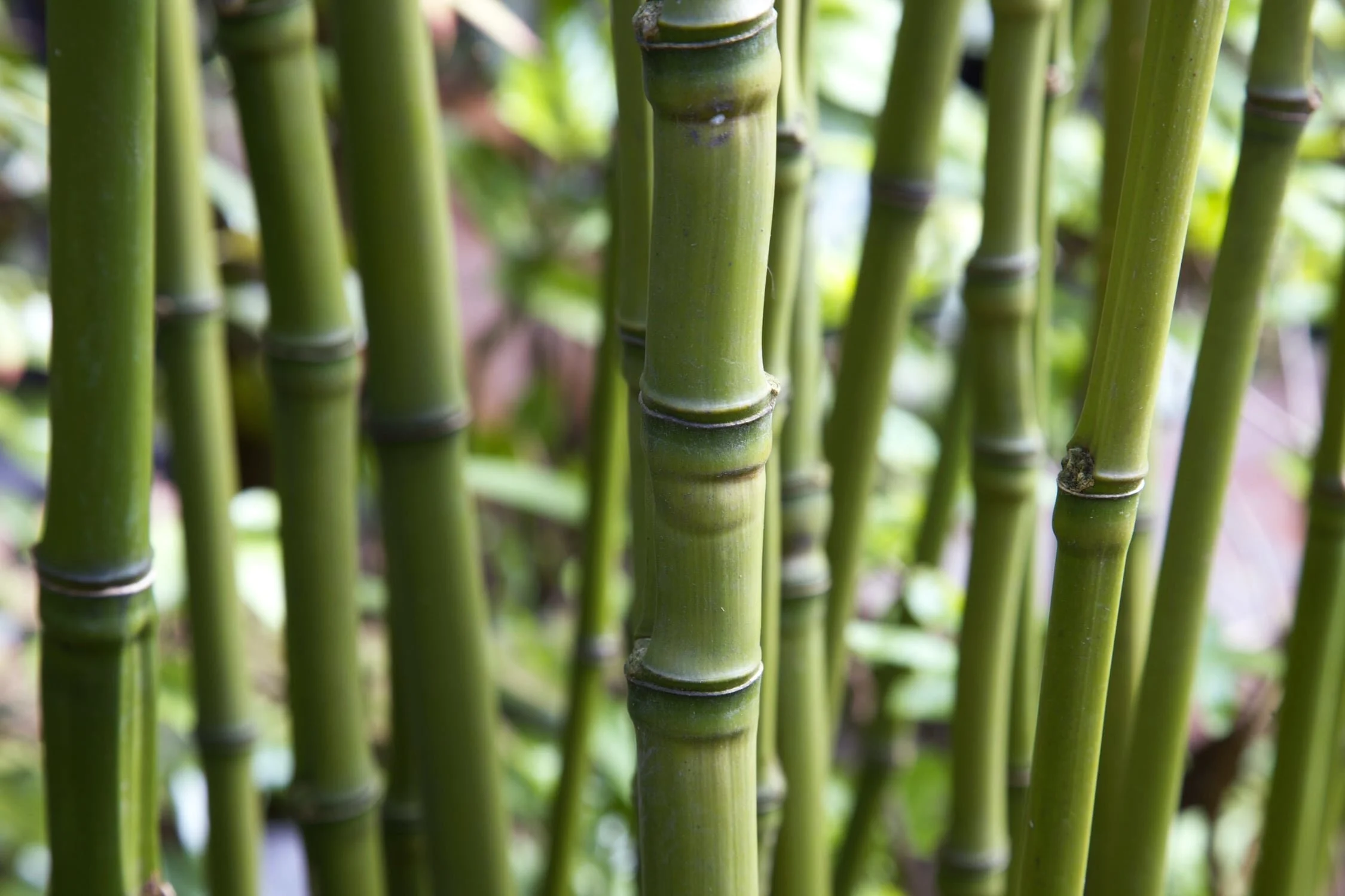 Phyllostachys aurea