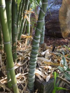 Phyllostachys aurea