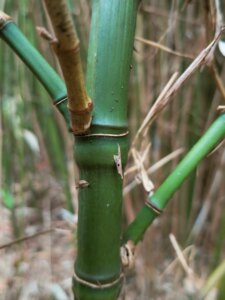 Phyllostachys aurea