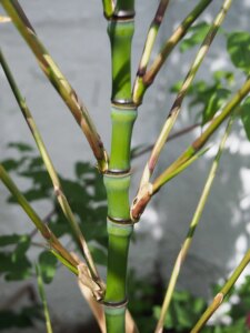 Phyllostachys aurea