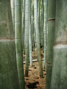 Phyllostachys edulis