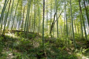 Phyllostachys edulis
