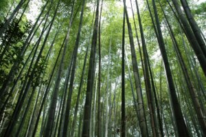 Phyllostachys edulis