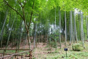 Phyllostachys edulis