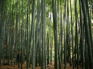 Phyllostachys edulis