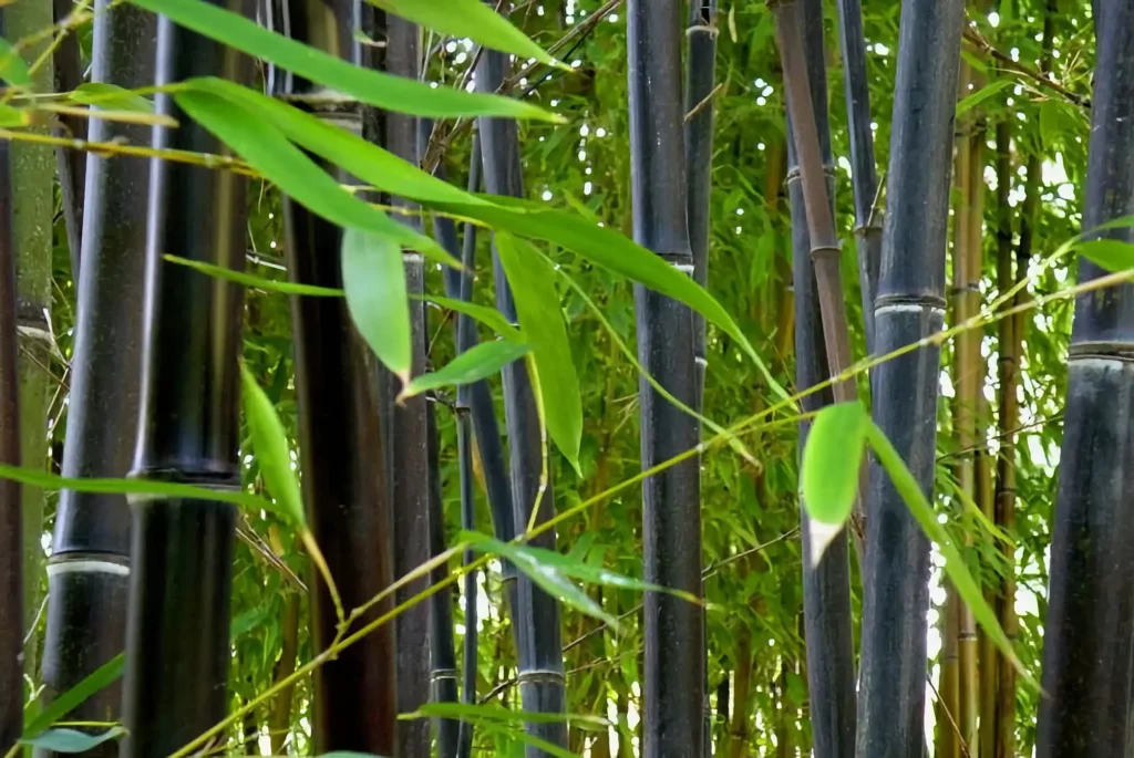 Bamboo History Timeline: From Ancient Traditions to Modern Innovation 11 Phyllostachys nigra