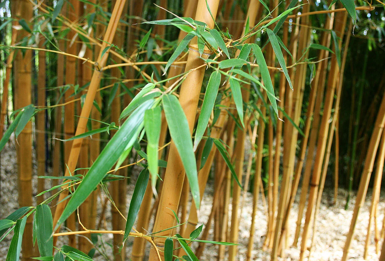 Phyllostachys
