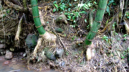 © www.guaduabamboo.com