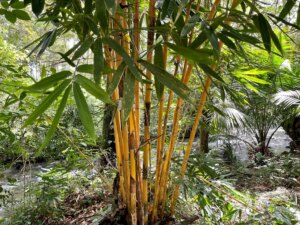 Schizostachyum brachycladum