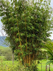 Schizostachyum brachycladum