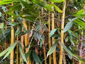 Schizostachyum brachycladum