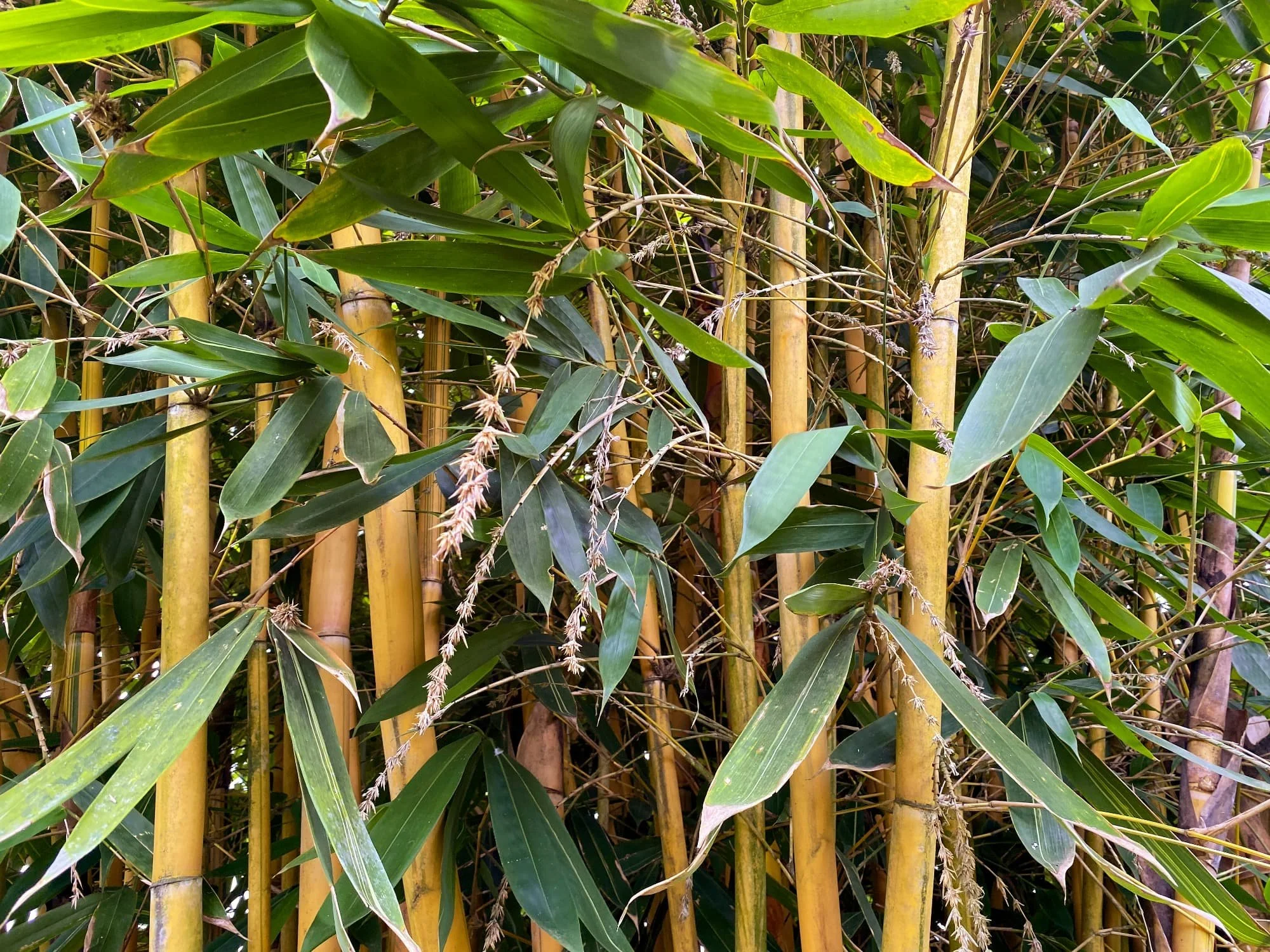 Schizostachyum brachycladum