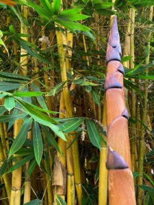 Schizostachyum brachycladum