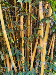 Schizostachyum brachycladum