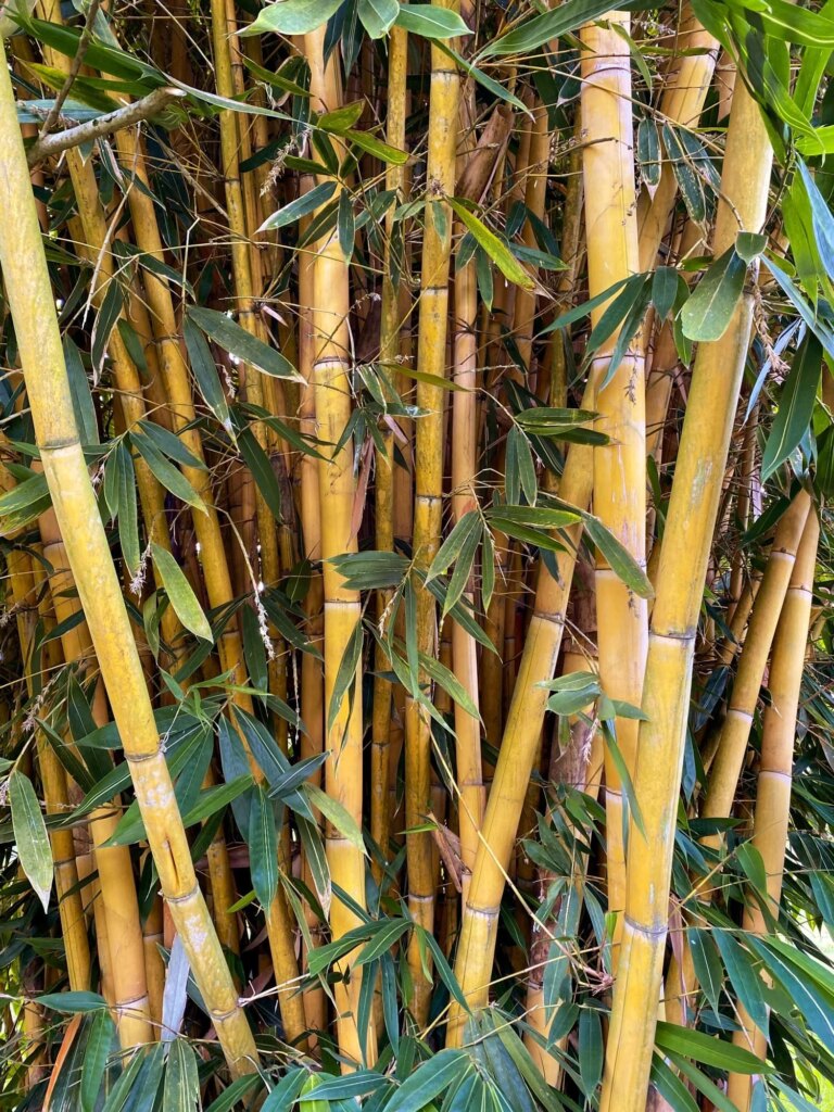 Schizostachyum brachycladum 3 Schizostachyum brachycladum