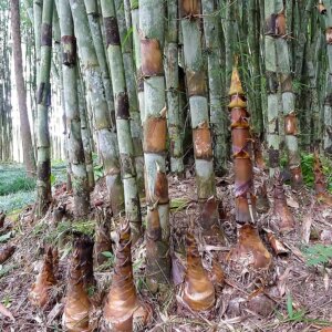 Schizostachyum pergracile