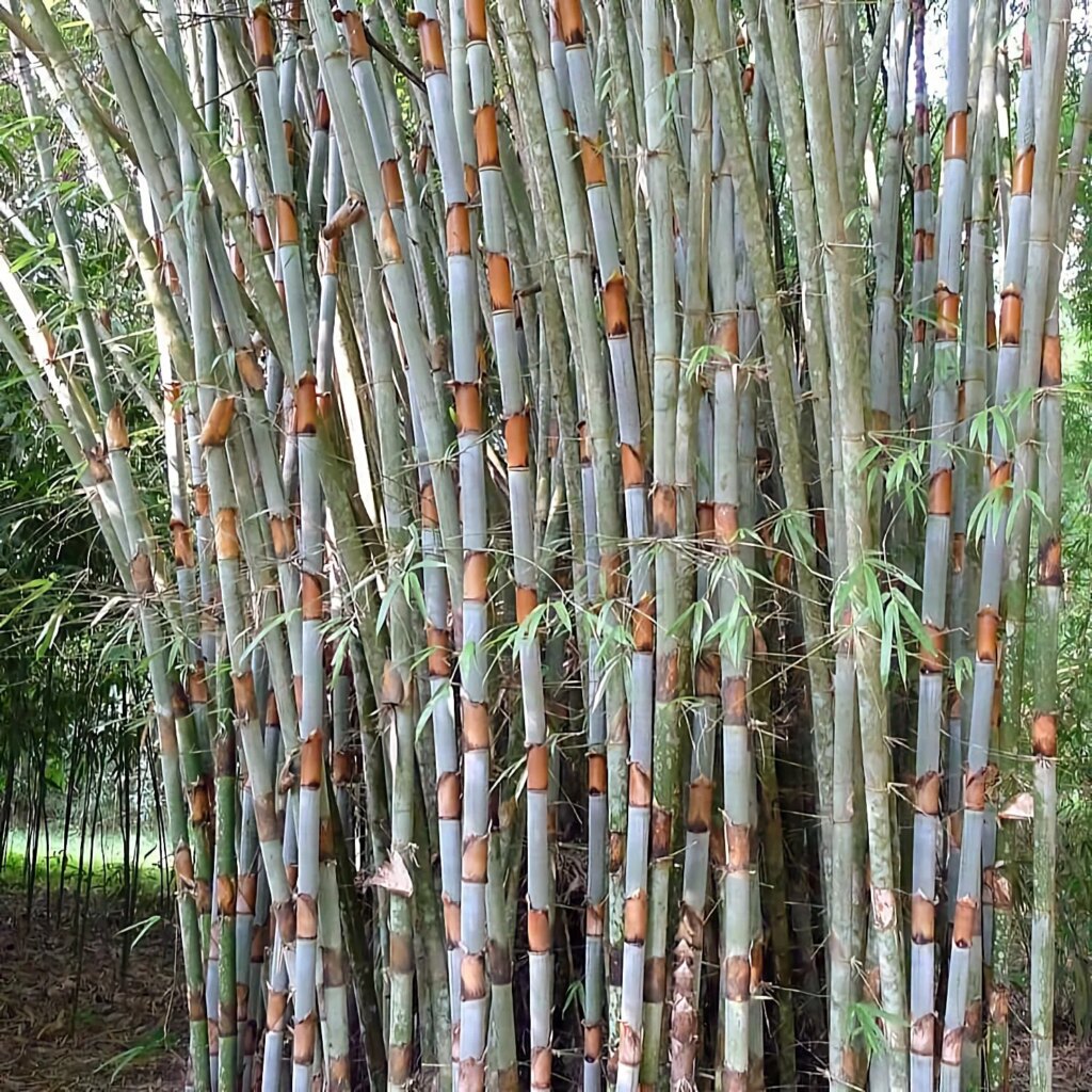 Schizostachyum pergracile