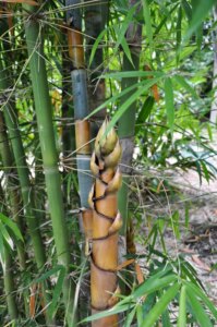 Schizostachyum pergracile