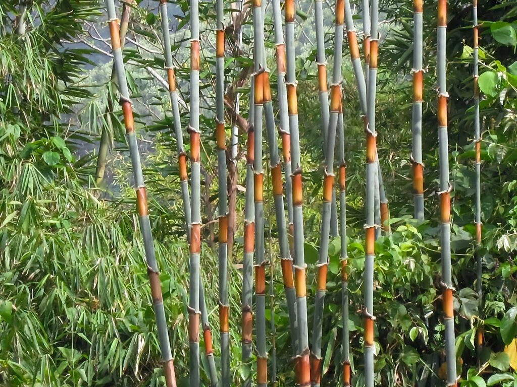 Schizostachyum pergracile 8 Schizostachyum pergracile