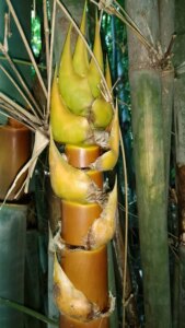 Schizostachyum pergracile