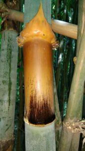 Schizostachyum pergracile