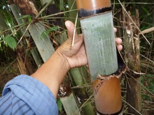 Schizostachyum pergracile