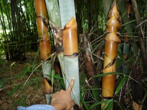 Schizostachyum pergracile