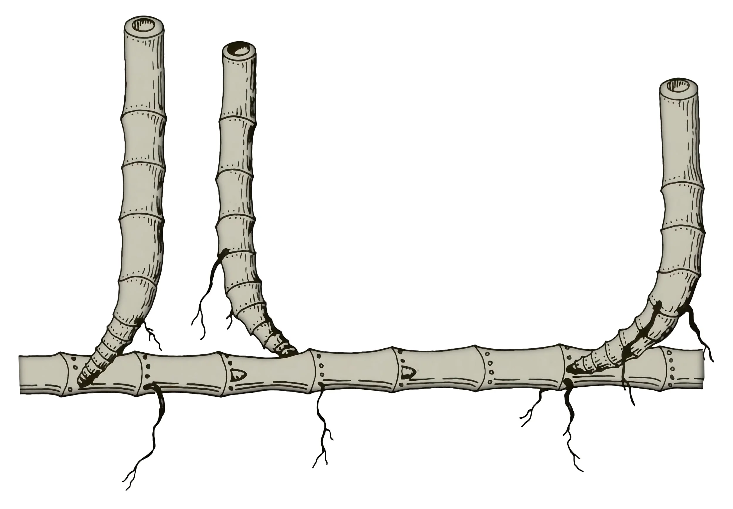 Simple Leptomorph Bamboo Rhizomes