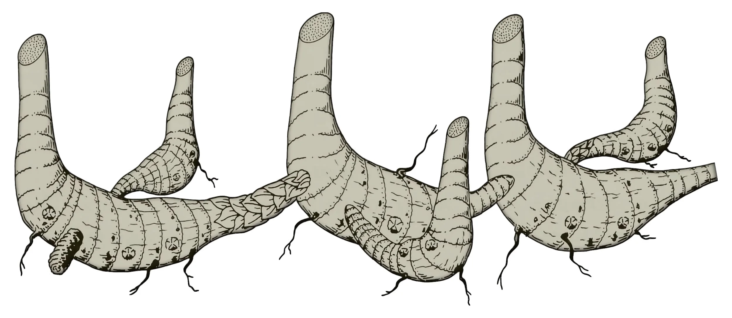 Simple Pachymorph Bamboo Rhizomes
