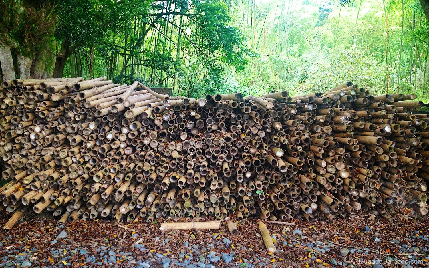 How Durable is Bamboo? How Durable is Bamboo?