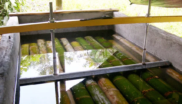 storing_bamboo_in_water Leaching Bamboo