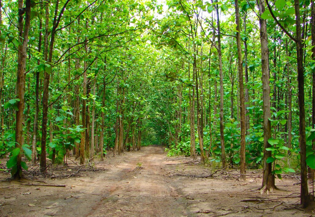 Guadua Bamboo vs Teak Plantations