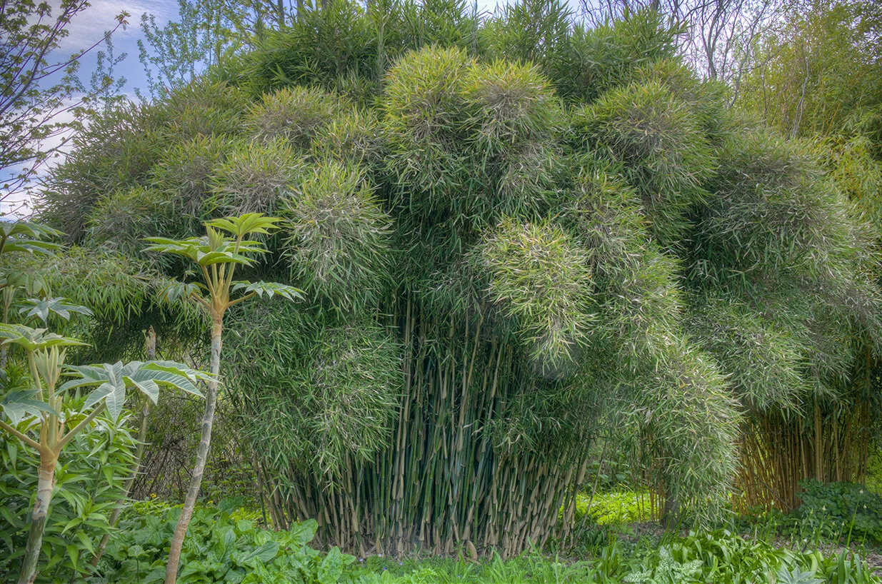 Thamnocalamus