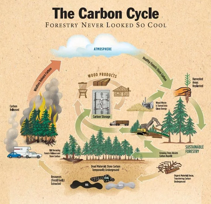The Carbon Cycle Diagram