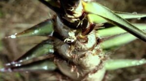 Bamboo is the Fastest Growing Plant on Earth