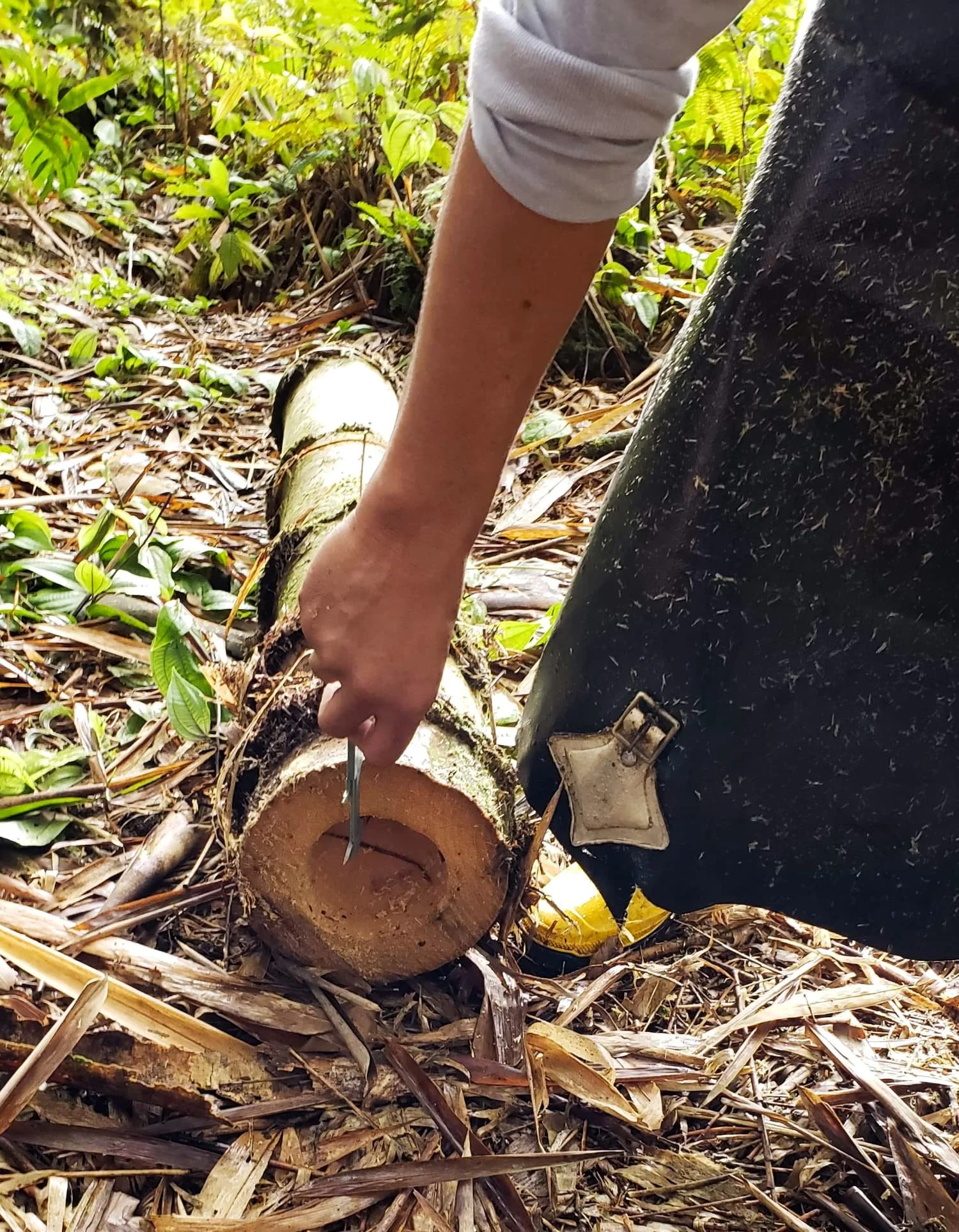 Thick-walled bamboo (Dendrocalamus asper)