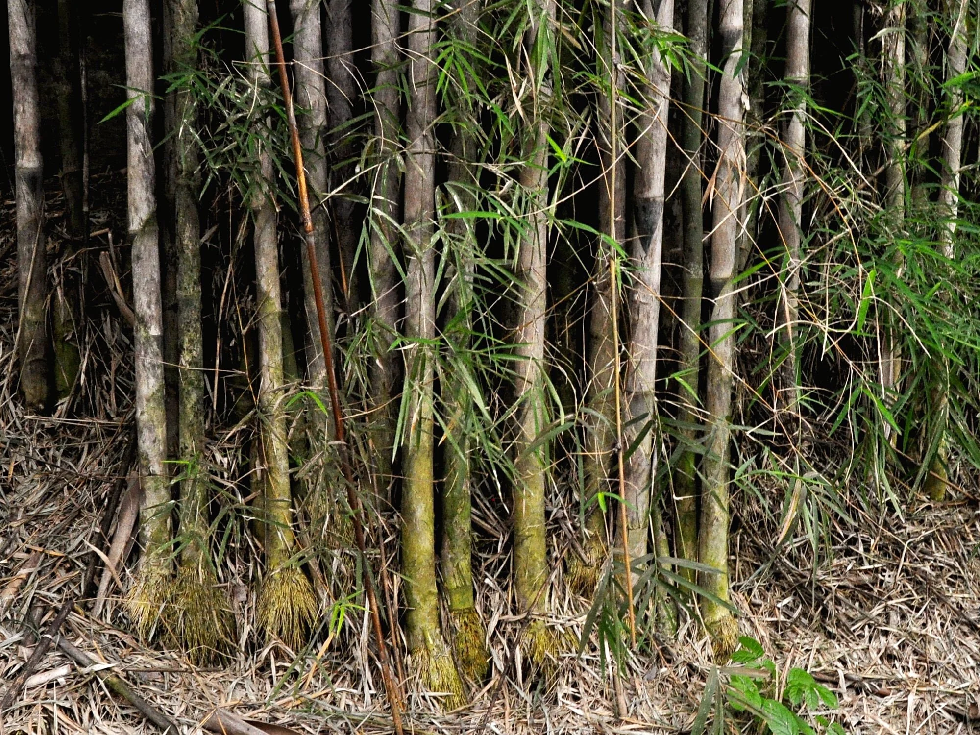 Thyrsostachys siamensis