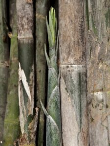 Thyrsostachys siamensis