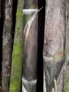 Thyrsostachys siamensis