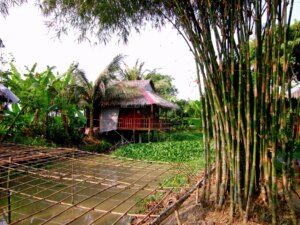 Thyrsostachys siamensis