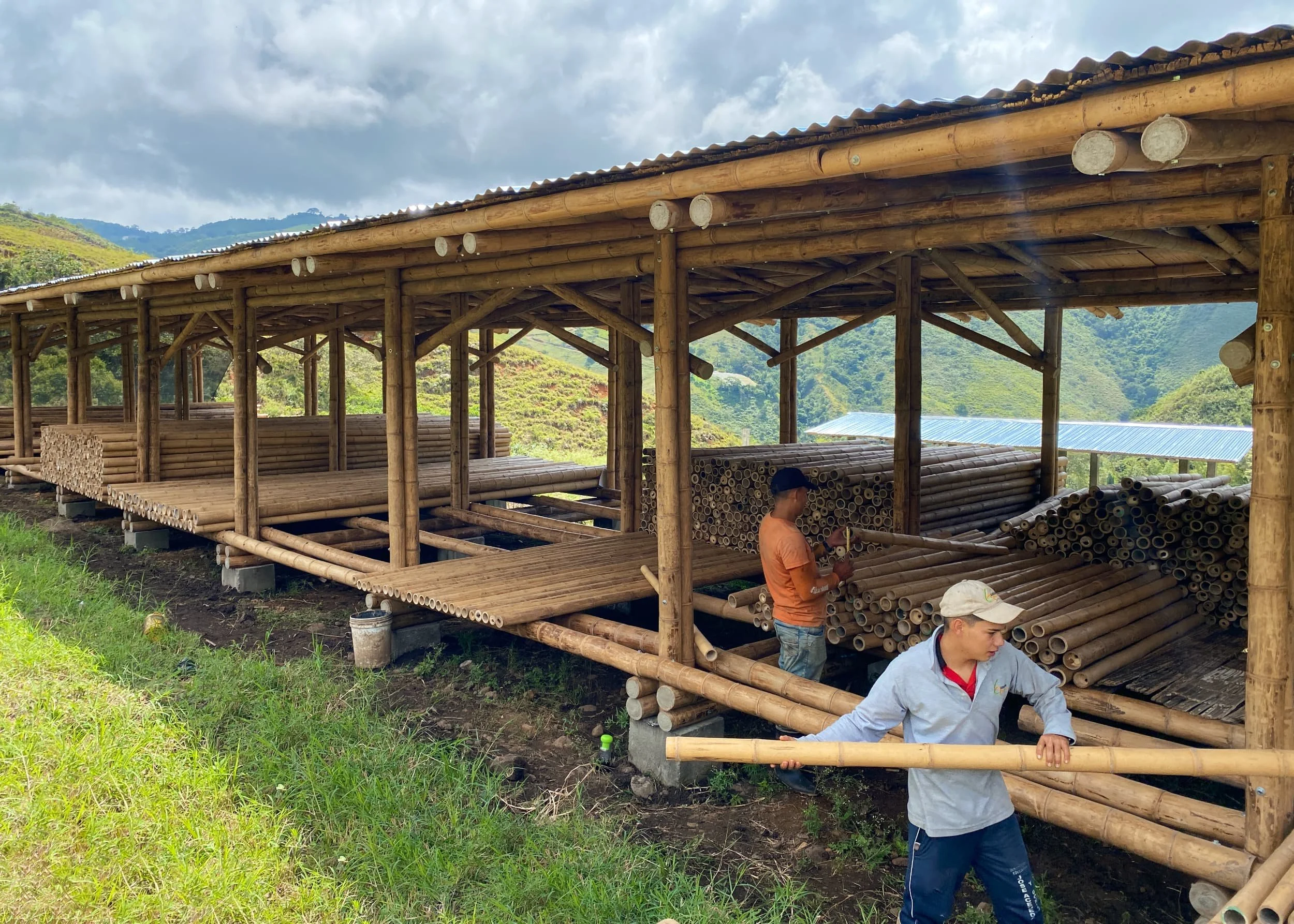 90 Types of Bamboo used for Building and Construction
