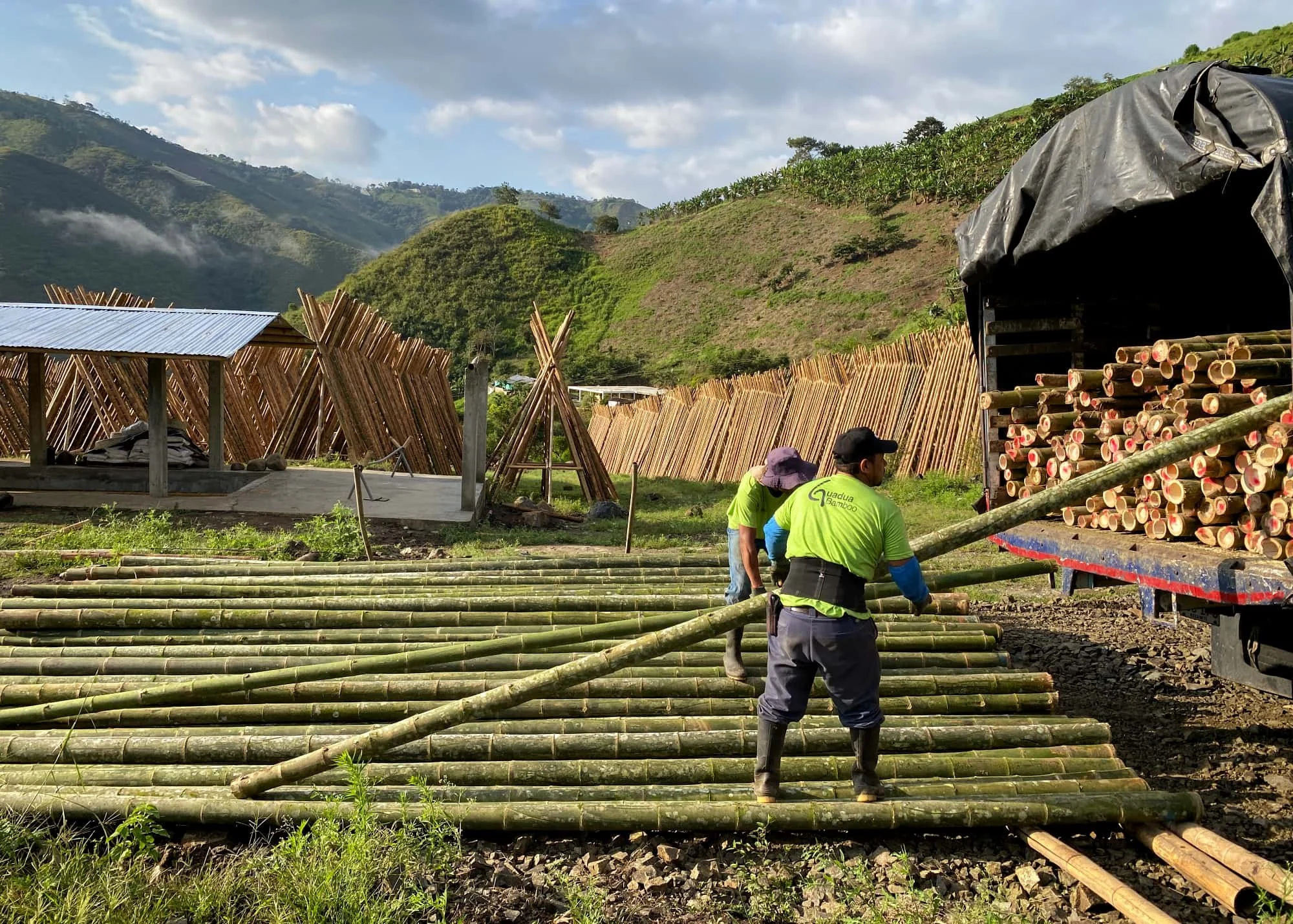 Unloading Bamboo Poles Factory Colombia
